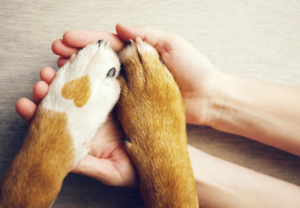 小狗訓練墊：輕鬆解決如廁問題