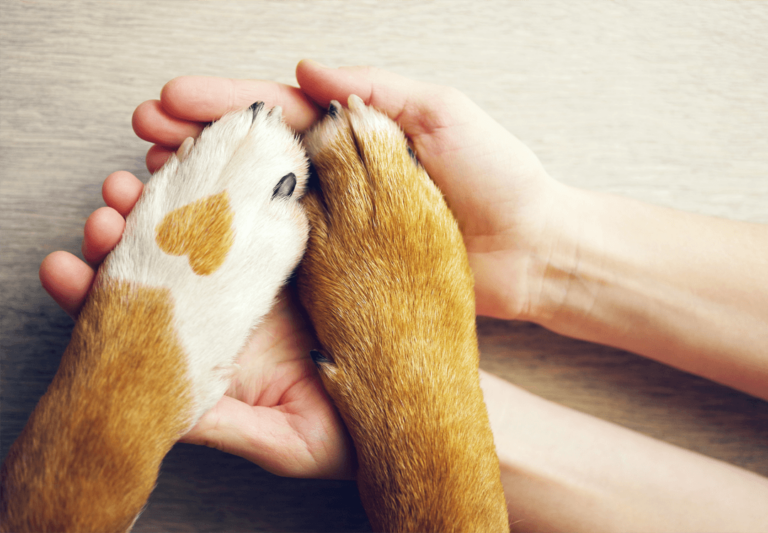 Read more about the article 小狗訓練墊：輕鬆解決如廁問題